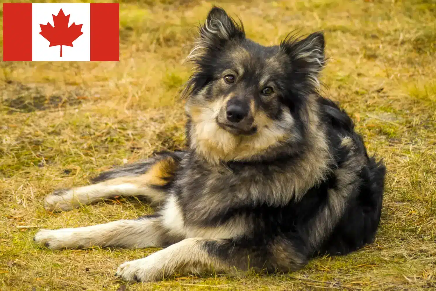 Finse Lapfund pups en fokkers Canada Vind hier Finse Lapfund fokkers in Canada.