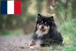 Lees meer over het artikel Finse Lapfund fokkers en pups in Frankrijk