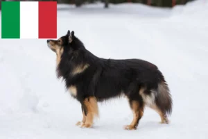 Lees meer over het artikel Finse Lapfund fokkers en pups in Italië