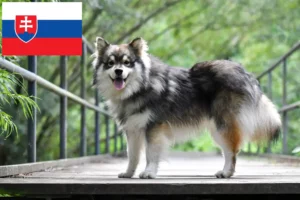 Lees meer over het artikel Finse Lapfund fokkers en pups in Slowakije