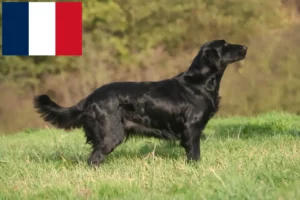 Lees meer over het artikel Flat Coated Retriever fokkers en pups in Frankrijk