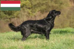 Lees meer over het artikel Flat Coated Retriever fokkers en pups in Hongarije
