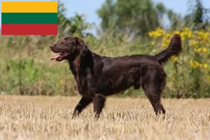 Lees meer over het artikel Flat Coated Retriever fokkers en pups in Litouwen