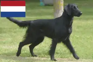 Lees meer over het artikel Flat Coated Retriever fokkers en pups in Nederland