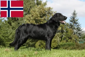 Lees meer over het artikel Flat Coated Retriever fokkers en pups in Noorwegen