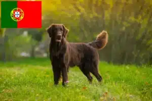 Lees meer over het artikel Flat Coated Retriever fokkers en pups in Portugal