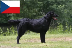 Lees meer over het artikel Flat Coated Retriever fokkers en pups in Tsjechië