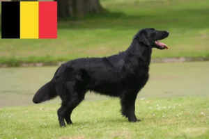 Lees meer over het artikel Flat Coated Retriever fokkers en pups in België