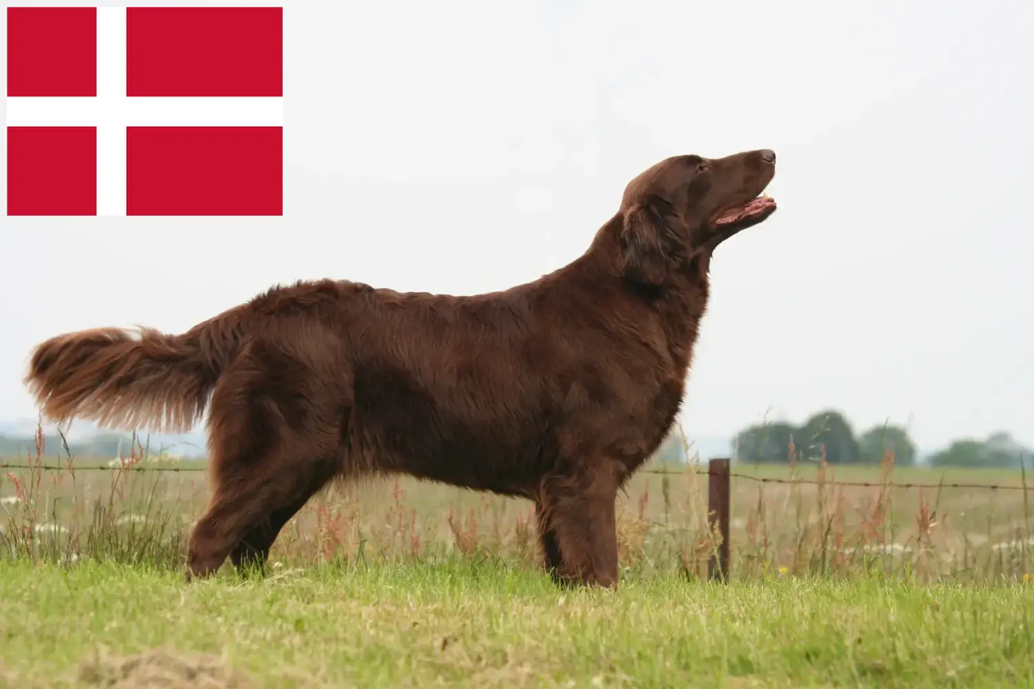 Flat Coated Retriever pups en fokkers Denemarken Hier vind je Flat Coated Retriever fokkers in Denemarken.