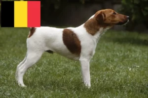 Lees meer over het artikel Fox Terrier fokkers en puppies in België