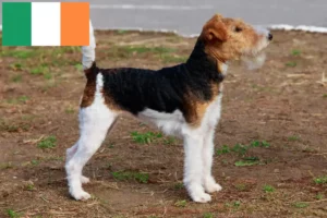 Lees meer over het artikel Fox Terrier fokkers en puppies in Ierland
