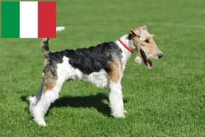 Lees meer over het artikel Fox Terrier fokkers en puppies in Italië