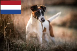 Lees meer over het artikel Fox Terrier fokkers en pups in Nederland