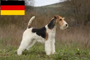 Lees meer over het artikel Fox Terrier fokkers en puppy’s in Duitsland
