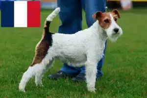Lees meer over het artikel Fox Terrier fokkers en puppies in Frankrijk