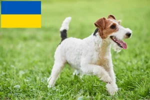 Lees meer over het artikel Fox Terrier fokkers en puppy’s in Oekraïne