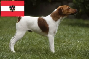 Lees meer over het artikel Fox Terrier fokkers en pups in Oostenrijk