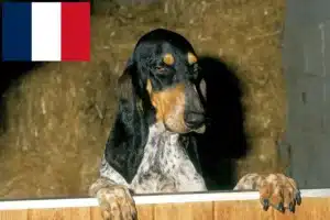 Lees meer over het artikel Gascon Saintongeois fokkers en pups in Frankrijk