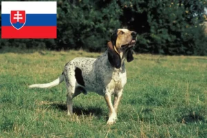 Lees meer over het artikel Gascon Saintongeois fokkers en pups in Slowakije