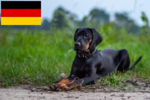 Lees meer over het artikel Gończy Polski fokkers en puppies in Duitsland