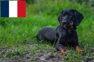 Lees meer over het artikel Gończy Polski fokkers en pups in Frankrijk
