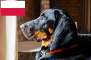 Lees meer over het artikel Gończy Polski fokkers en pups in Polen