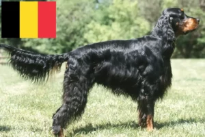 Lees meer over het artikel Gordon Setter fokkers en pups in België