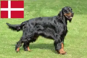 Lees meer over het artikel Gordon Setter fokkers en pups in Denemarken