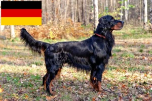 Lees meer over het artikel Gordon Setter fokkers en puppy’s in Duitsland