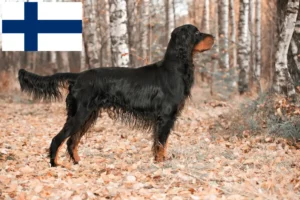 Lees meer over het artikel Gordon Setter fokkers en pups in Finland