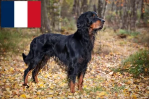 Lees meer over het artikel Gordon Setter fokkers en puppy’s in Frankrijk