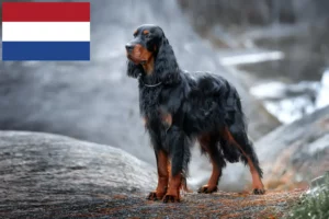 Lees meer over het artikel Gordon Setter fokkers en pups in Nederland