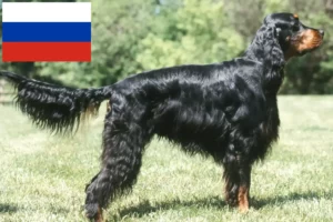 Lees meer over het artikel Gordon Setter fokkers en puppy’s in Rusland