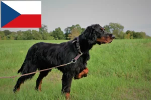 Lees meer over het artikel Gordon Setter fokkers en puppy’s in Tsjechië