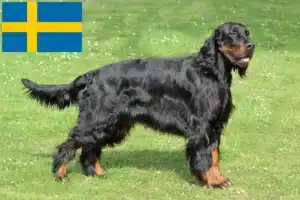 Lees meer over het artikel Gordon Setter fokkers en puppy’s in Zweden