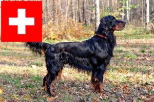 Lees meer over het artikel Gordon Setter fokkers en pups in Zwitserland