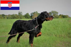 Lees meer over het artikel Gordon Setter fokkers en puppy’s in Kroatië