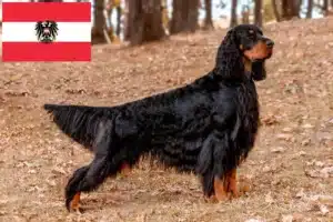 Lees meer over het artikel Gordon Setter fokkers en pups in Oostenrijk