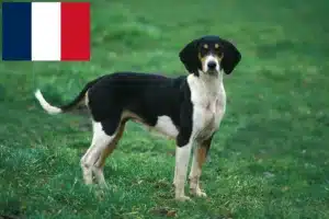 Lees meer over het artikel Grand Anglo-Français fokkers en puppies in Frankrijk