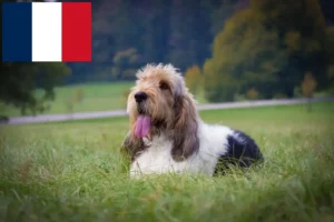 Lees meer over het artikel Grand Basset Griffon Vendéen fokkers en pups in Frankrijk