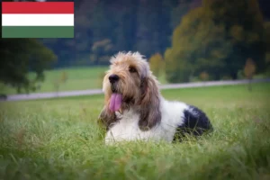 Lees meer over het artikel Grand Basset Griffon Vendéen fokkers en pups in Hongarije
