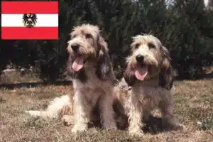 Lees meer over het artikel Grand Basset Griffon Vendéen fokkers en pups in Oostenrijk