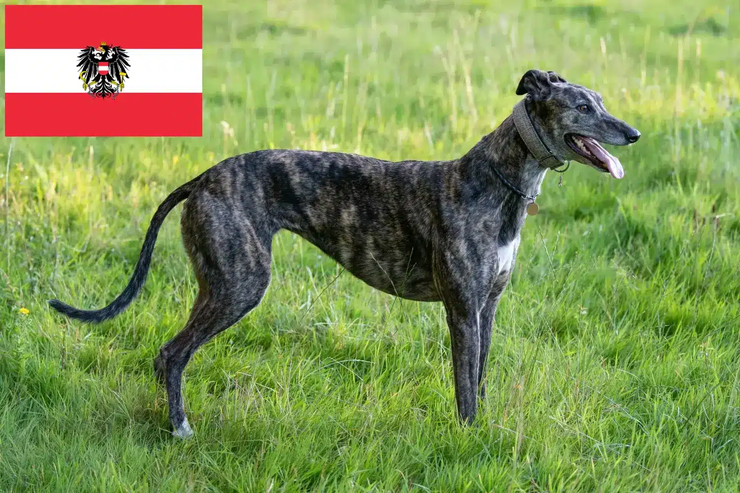 Greyhound puppies en fokkers Oostenrijk Hier vind je fokkers van windhonden in Oostenrijk.