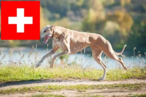 Lees meer over het artikel Greyhound fokkers en puppies in Zwitserland