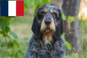 Lees meer over het artikel Griffon Bleu de Gascogne fokkers en pups in Frankrijk
