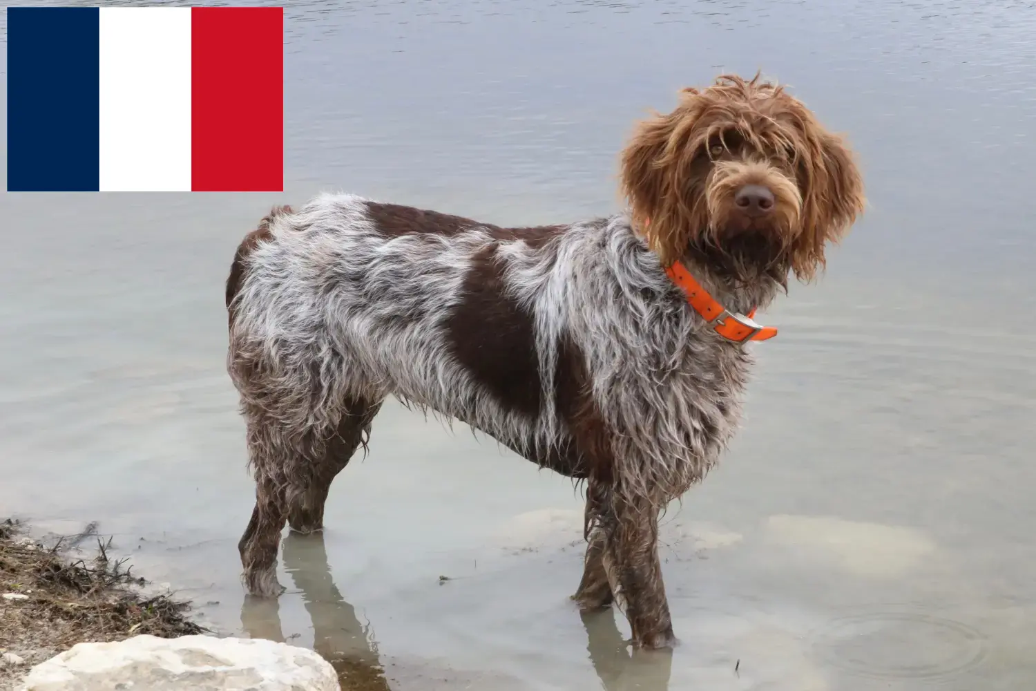 Lees meer over het artikel Griffon d’arrêt à poil dur Fokkers en puppies in Frankrijk