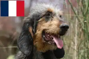 Lees meer over het artikel Griffon Nivernais fokkers en pups in Frankrijk