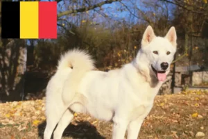 Lees meer over het artikel Groenland hondenfokkers en puppies in België
