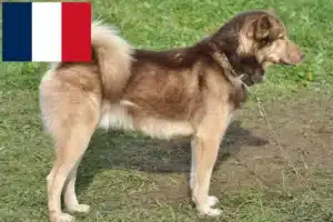Lees meer over het artikel Groenland hondenfokkers en puppies in Frankrijk