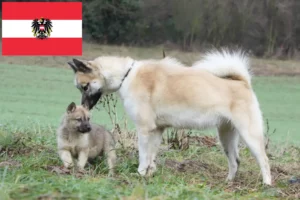 Lees meer over het artikel Groenland hondenfokkers en pups in Oostenrijk